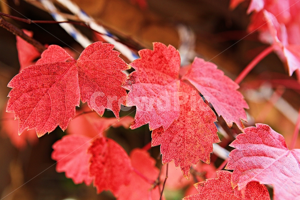 단풍,낙엽,가을,잎,식물,자연,계절,감성,색,색감,넝쿨식물,공원,가을,계절,fall,autumn,season,plant,leaf,tree,나무