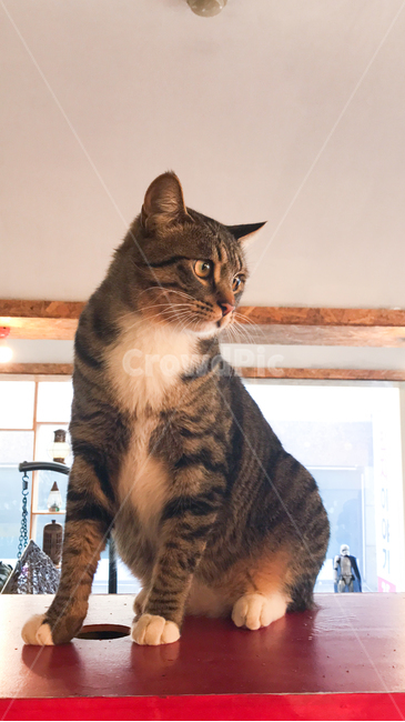 고양이,반려묘,코숏고양이,코리안숏헤어,cat,애완동물,반려동물,애완고양이,카페,동물,animal,포유류,mammal,고양이,cat,kitten,kitty