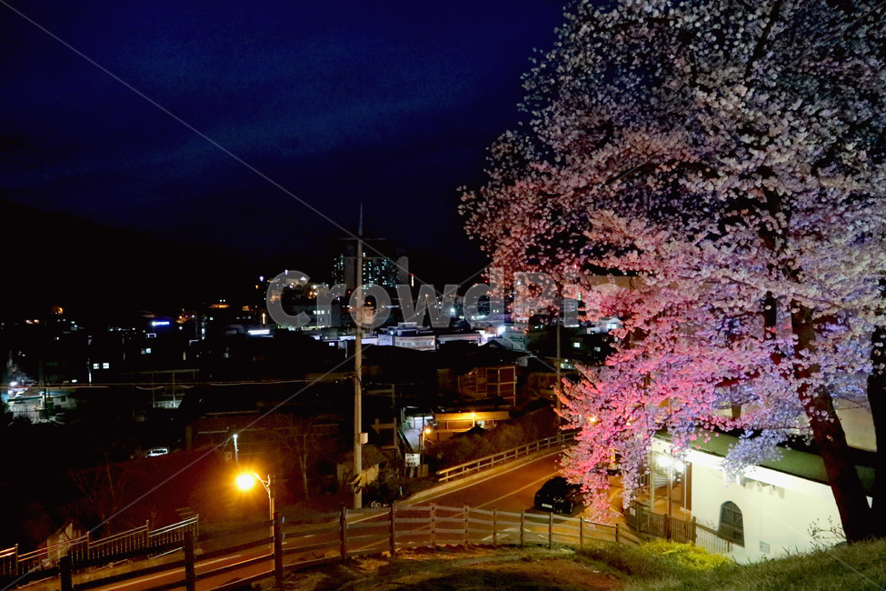 벚꽃,야경,마을,빛,박물관,야경,밤,풍경,nightscape,night,landscape,plant,식물