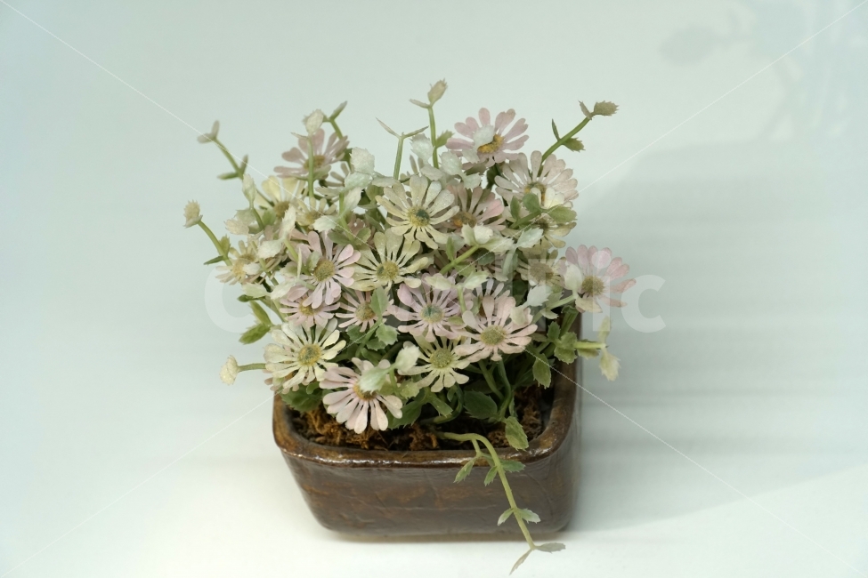 누끼,사물,화분,장식품,꽃,식물,플라워,자연,소품,식물,자연,plants,nature,꽃,flower
