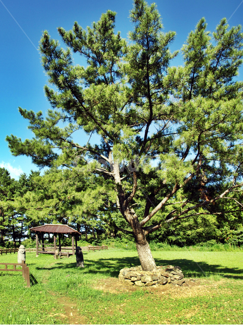 올레16코스,올레,자연,숲,나무,쉼터,정자,돌하루방,거목,제주,자연,풍경,nature,landscape,제주도,jeju,jeju island,tree,plant,식물,tree trunk,나무 줄기