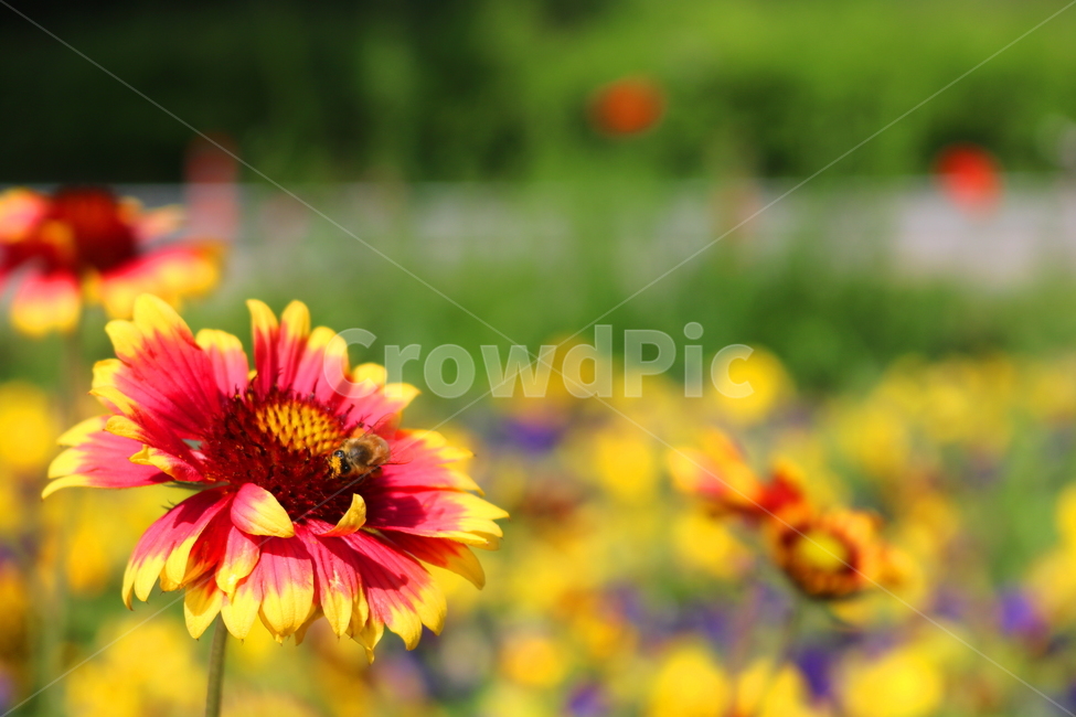 chrysanthemum flower,bee,summer,flower,wild flower,wildflower,Asteraceae,plant,Chrysanthemum chrysanthemum,Indian chrysanthemum,Gaillardia