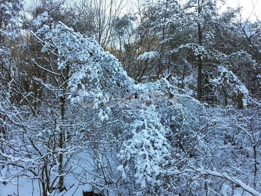 폭설,눈,눈꽃,설경,겨울나무,겨울,계절,winter,season,자연,풍경,nature,landscape