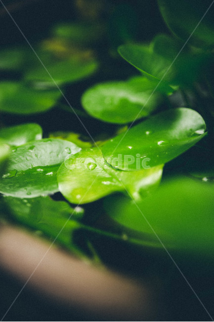 정원,식물,꽃,장마,비,자연,꽃잎,잎,식물,자연,plants,nature