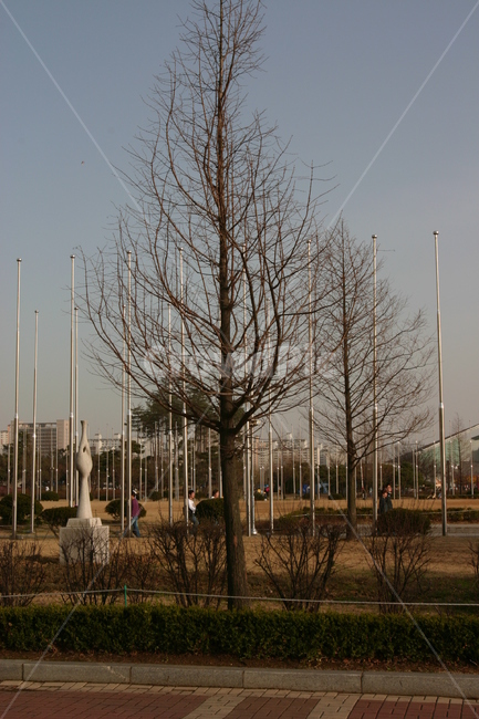 나목,겨울,잔가지,공원,태극,식물,자연,plants,nature,나무,trees,wood