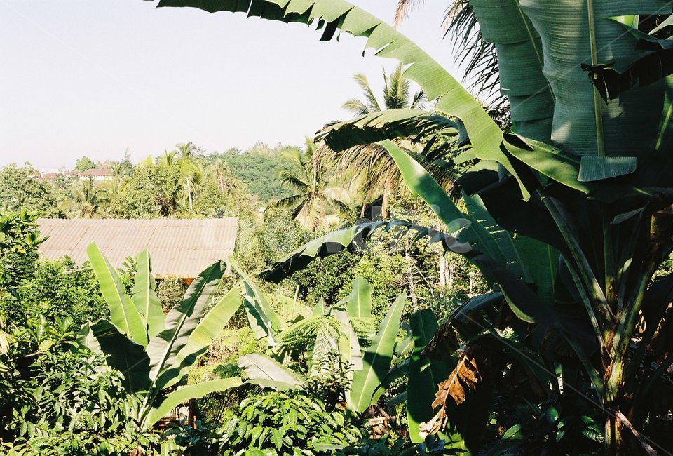 발리,우붓,자연,하늘,여름,풍경,휴양지,야자나무,식물,수풀,식물,자연,plants,nature