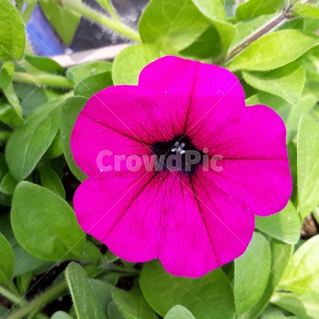꽃,자연,생물,식물,생태계,만개,꽃종류,flower,개화,꽃송이