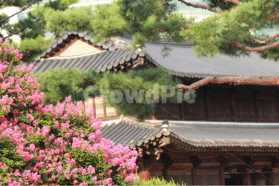 덕수궁,베롱나무꽃,기와,분홍꽃,소나무,고궁,나무,식물,한국전통,전통,문화,역사,서울,이층기와,궁궐