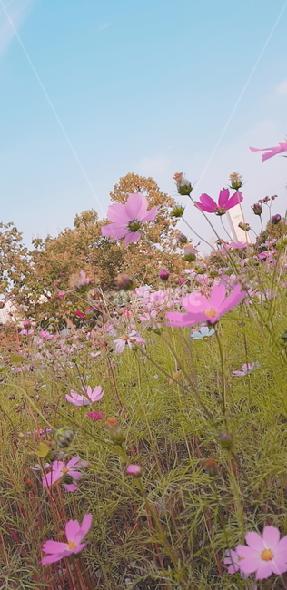 코스모스,꽃,꽃밭,가을,분홍꽃