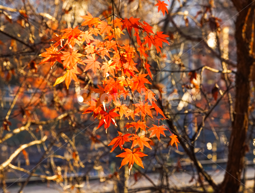 가을,단풍,계절,나무,자연,식물,가을,계절,fall,autumn,season,식물,자연,plants,nature,plant,leaf,잎,tree,maple