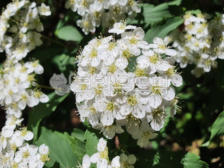 white flower,spiraeacantoniensislour,tree,air conditioning pop tree,bouquet