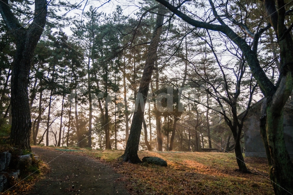소록도,아침,산책,일출,숲길,자연,풍경,nature,landscape,tree,나무,plant,식물,tree trunk,나무 줄기