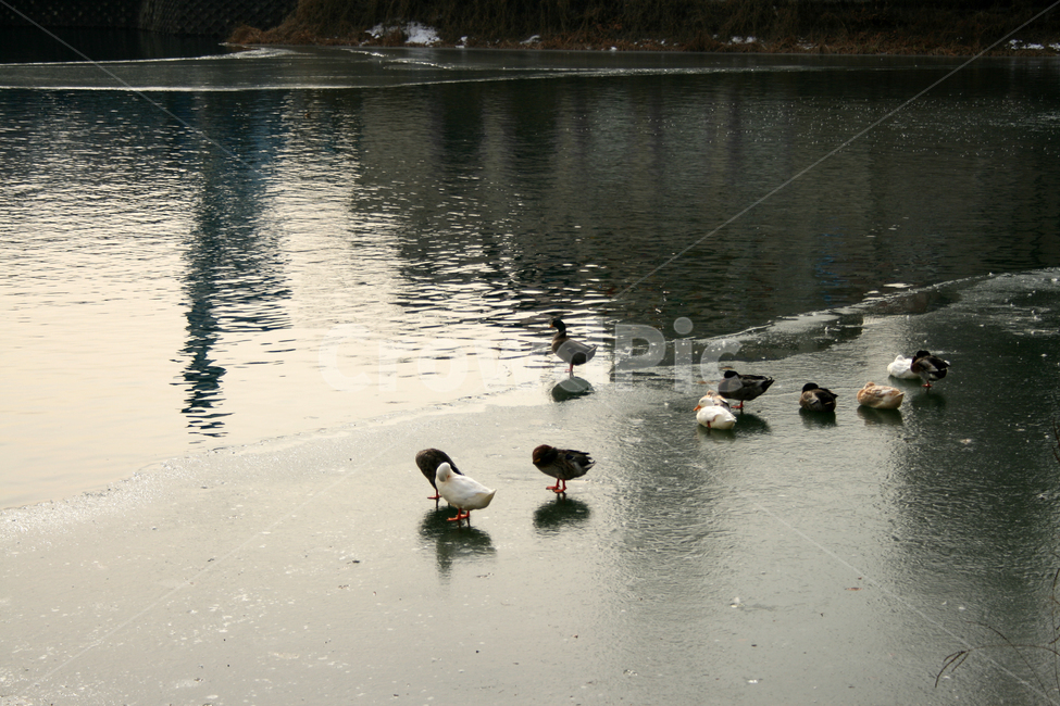호수,겨울,오리,새,조류,철새,얼음,winter,겨울,계절,winter,season,동물,animal,조류,새,birds