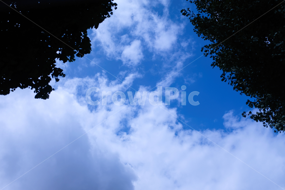 하늘,구름,파란색,풍경,감성,cloud,나무,나뭇잎,파란하늘,맑은날,날씨