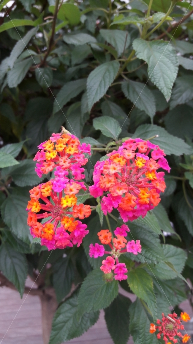 꽃,란타나,만곡하다,맺다,알록다록,식물,자연,plants,nature,꽃,flower