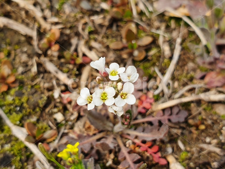 식물,풀,풀꽃,야생화,들꽃,봄꽃,꽃,냉이꽃,봄,식물,자연,plants,nature,꽃,flower