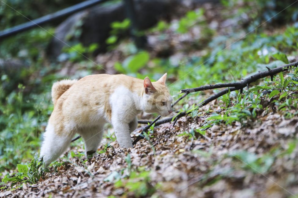 고양이,치즈냥,길고양이,길냥이,애완동물,반려동물,동물,cat,자연,동물,animal,포유류,mammal,고양이,cat,kitten,kitty