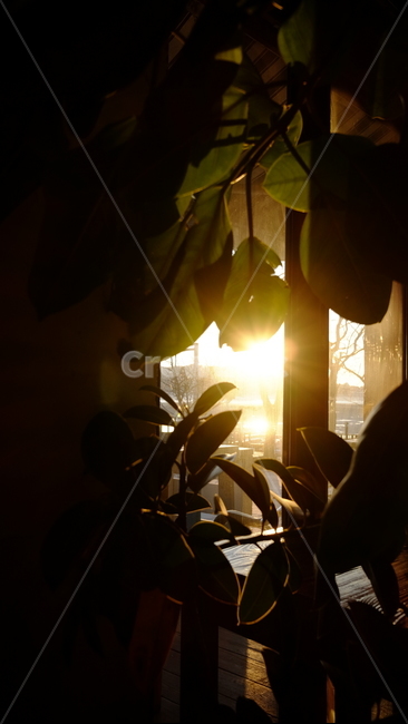 플레어,빛,태양,식물,나무,plant,light
