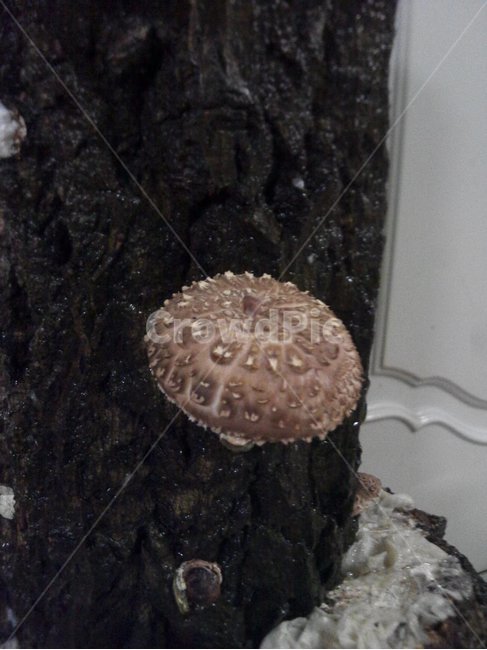 표고버섯,버섯재배,표고,버섯,식물,버섯,mushroom