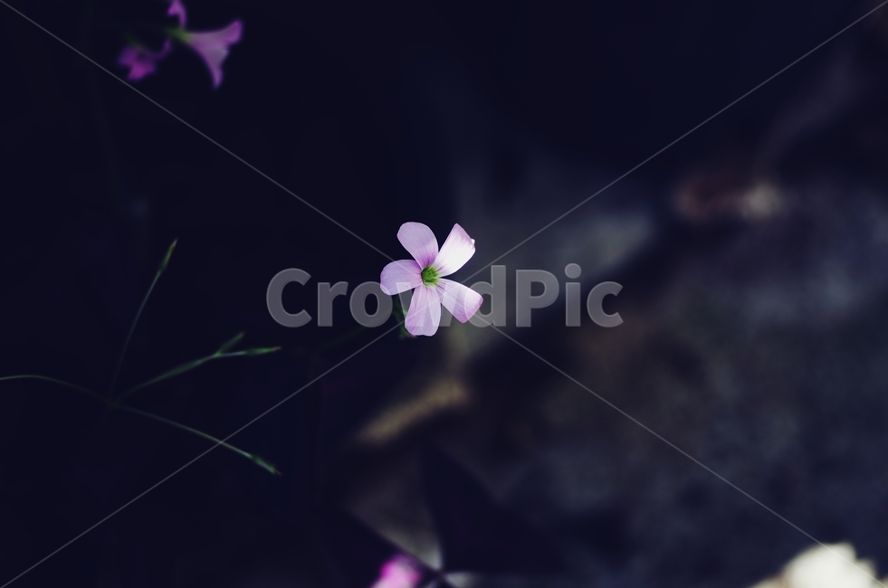 가을,들꽃,사랑꽃,사랑,꽃,식물,자연,plants,nature,꽃,flower