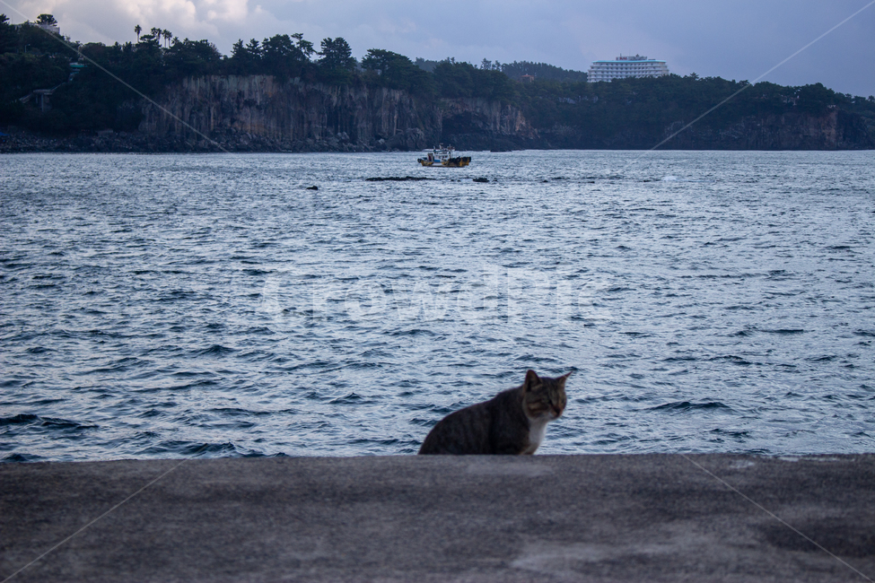 고양이,cat,바다,적막,sea,동물,animal,동물,animal,포유류,mammal,고양이,cat,kitten,kitty