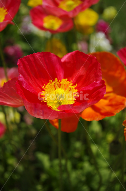 꽃,식물,flower,plant,양귀비,식물,자연,plants,nature,꽃,flower
