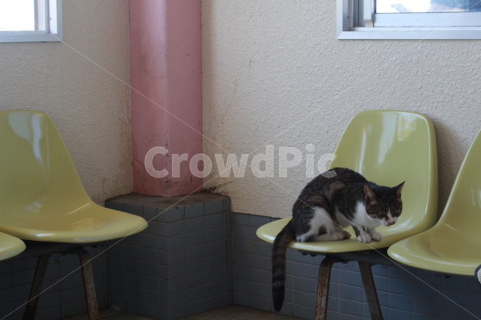 정류장,거리,고양이,길고양이,정류장고양이,거리고양이,동물,animal,포유류,mammal,고양이,cat,kitten,kitty