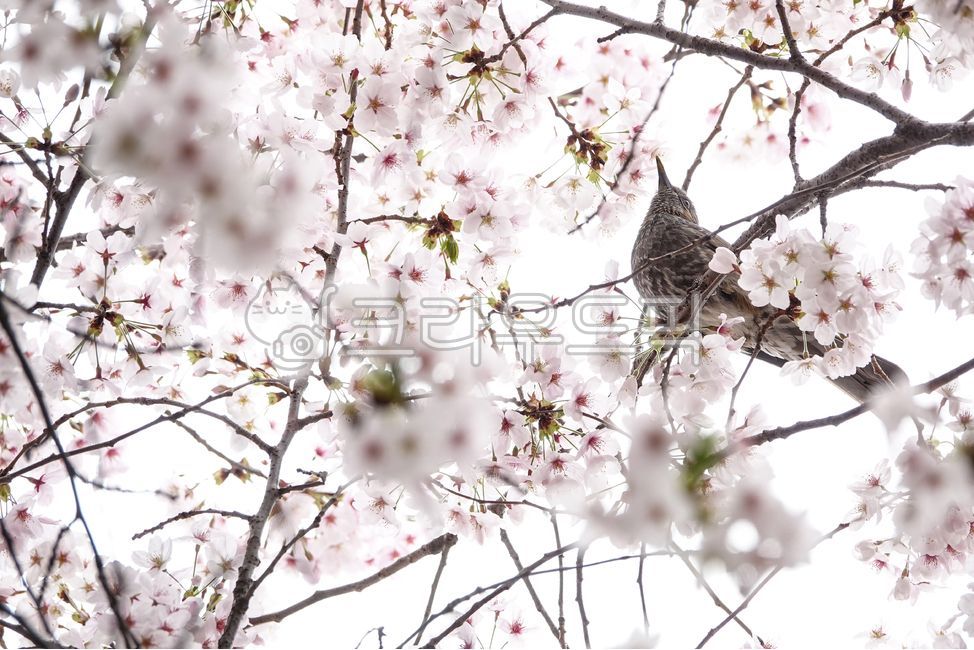feather,beak,ecosystem,beast,birds,trees,petals,life,Cherry blossoms,resident birds,spring flowers,spring,white,plants,cherry trees,bird,season,spring day,animals,snout,blossom,nature,twigs,life form,branches,black beetles,flower,wings,animal,wild,creatur