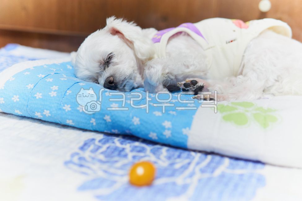 개,강아지,댕댕이,애완견,반려견,애완동물,반려동물,동물,pet,animal,dog,말티즈,마르티즈,말티스,마르티스