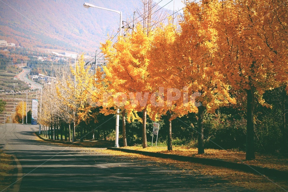 Ginkgo,color,ginkgo tree road,road name,leaf