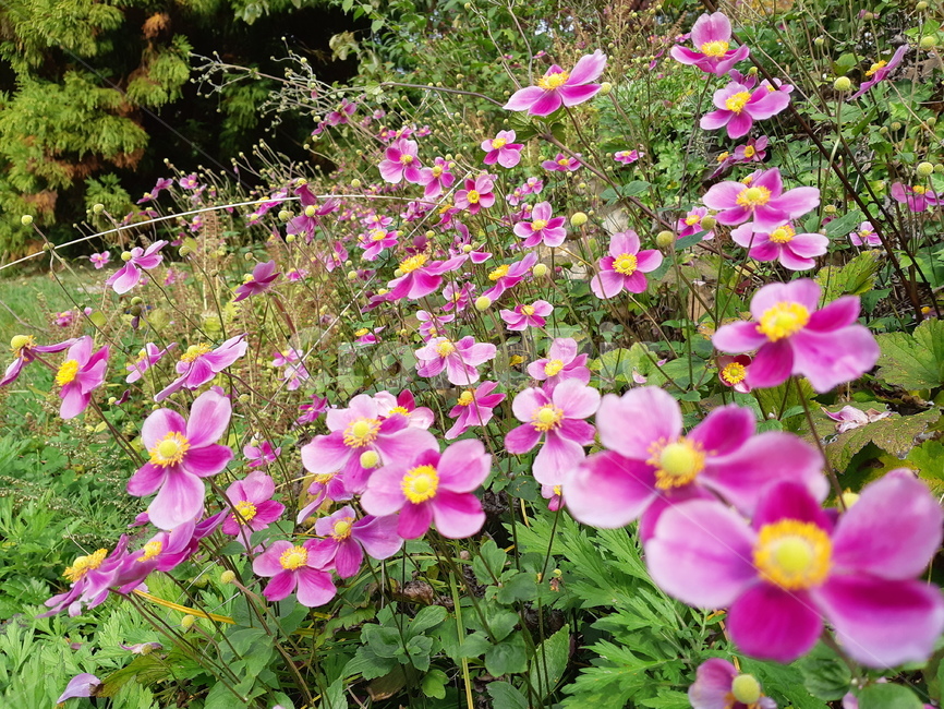 꽃,plant,식물,flower,자연
