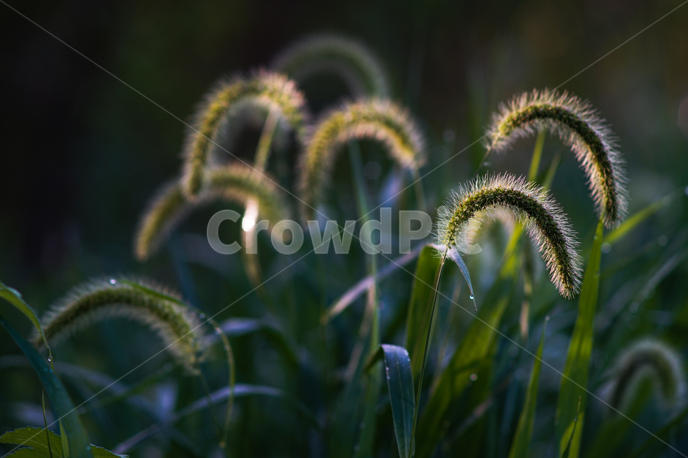 꽃,강아지풀,강아지풀꽃,야생,들꽃,식물,식물,자연,plants,nature