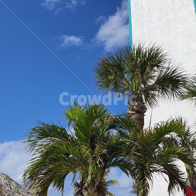 summer,여름,arecaceae,plant,식물,palmtree,야자수,tree,나무