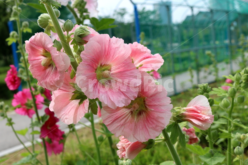 꽃,접시꽃,식물,아욱과,촉규화,관상용,식물,자연,plants,nature,꽃,flower