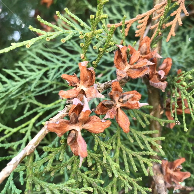 측백나무,나무,씨앗,tree,seed,plants,green,brown,초록,식물