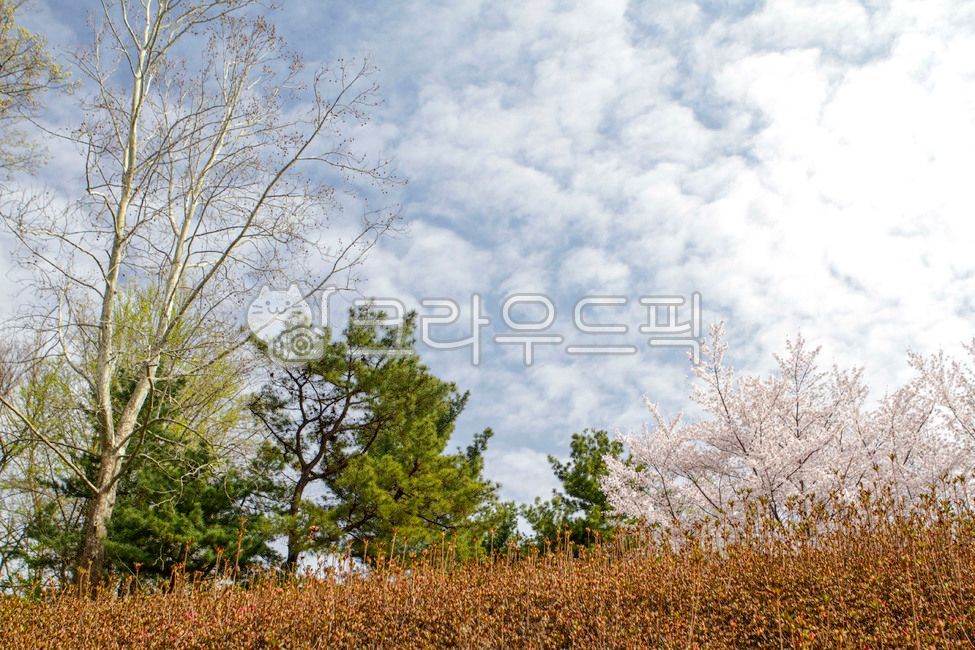 sky,university,campus,tree,ancient,flower,seoul,cloud,Korea University,Anamdong,plant,Seoul Campus