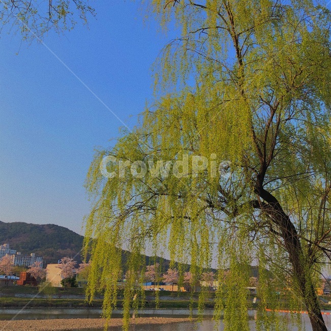 버드나무,하늘,나무,tree,sky