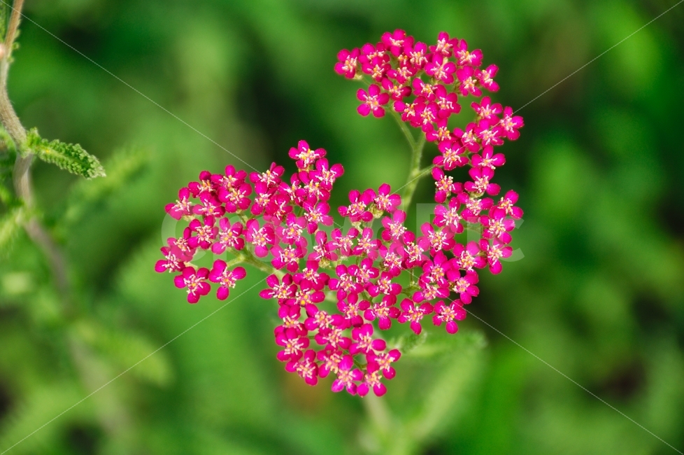 꽃,식물,톱풀,자연,정물,flower,snap,nature,식물,자연,plants,nature,꽃,flower,색깔,색상,색채,색감,color sense,color sensitivity,feeling of color