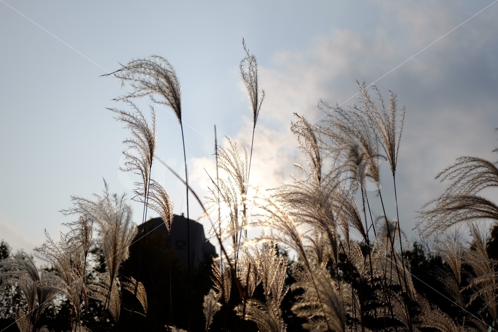 가을,갈대,갈대숲,하늘,자연,쓸쓸함,맑음,식물,자연,plants,nature,가을,계절,fall,autumn,season,grass,잔디,plant,lawn,reed