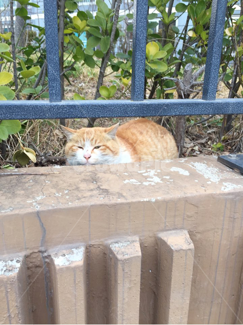 애완동물,길고양이,pet,고양이,cat,포유류,동물,mammal,animal