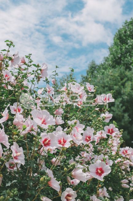 korea,Chrysanthemum,plant,Rose of Sharon