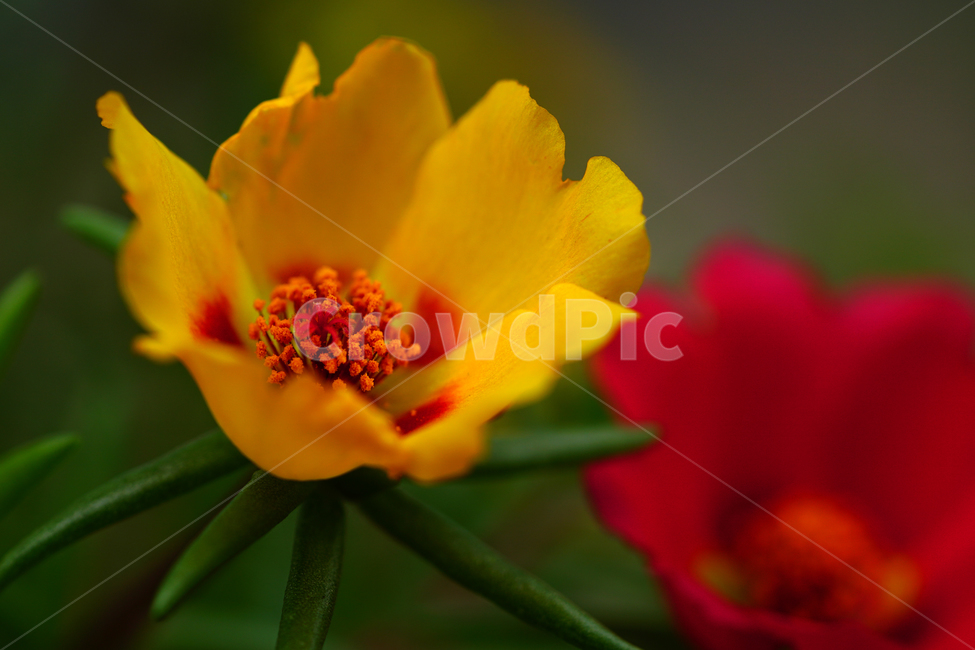 채송화,꽃,플라워,자연,여름꽃,flower,nature,여름,summr,6월,june,접사,macro,rosemoss,portulacagrandiflora,식물,plants,식물,자연,plants,nature,꽃,flower