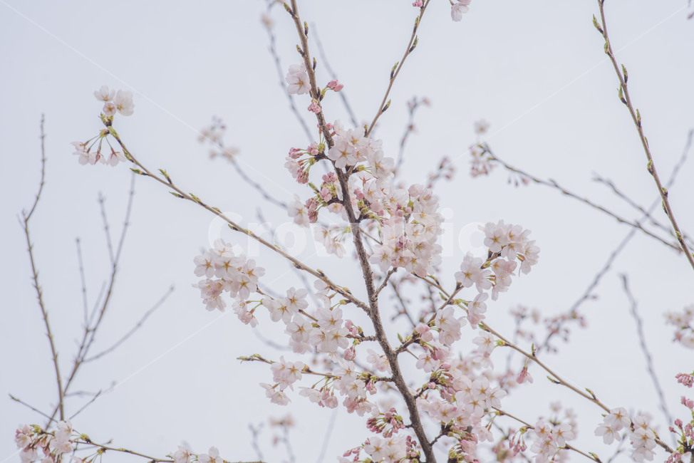 꽃,봄꽃,벚꽃,벚나무,봄,봄,계절,spring,season,plant,식물,flower,blossom
