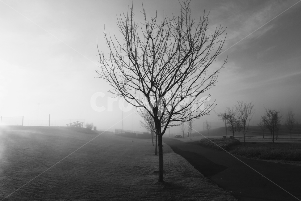 안개,나무,고요함,쓸쓸함,solitary,자연,풍경,nature,landscape,식물,plants,나무,trees,wood,흑백,모노톤,monochrome,black and white