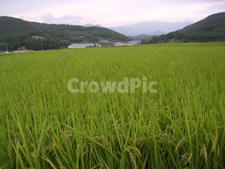 들판,벼,논,field,ricepaddy,ricefied,푸르름,greenness,verdure,자연,풍경,nature,landscape,grassland,목초지,outdoors,옥외,들,vegetation,초목,plant,식물