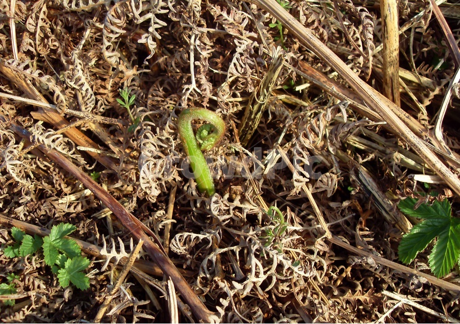 고사리,봄,스코틀랜드해안가,바닷가,봄바람,바닷바람,새순,식물,자연,plants,nature