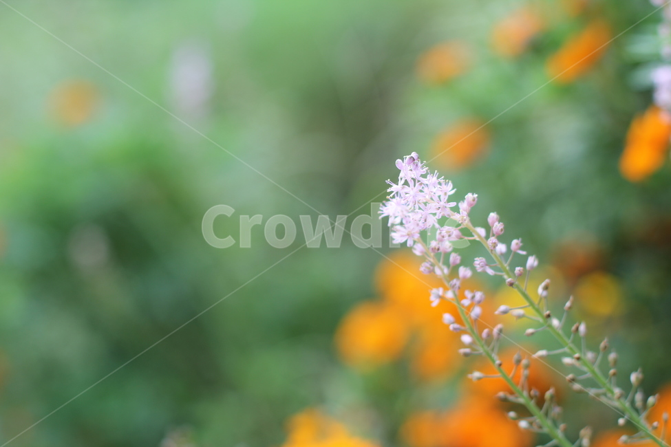 자연,녹색,꽃,꽃잎,식물,식물,자연,plants,nature,꽃,flower