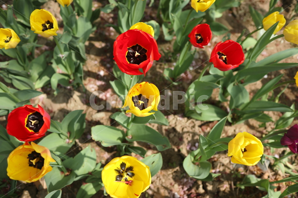 꽃,식물,튤립,봄,개화,식물,자연,plants,nature,꽃,flower