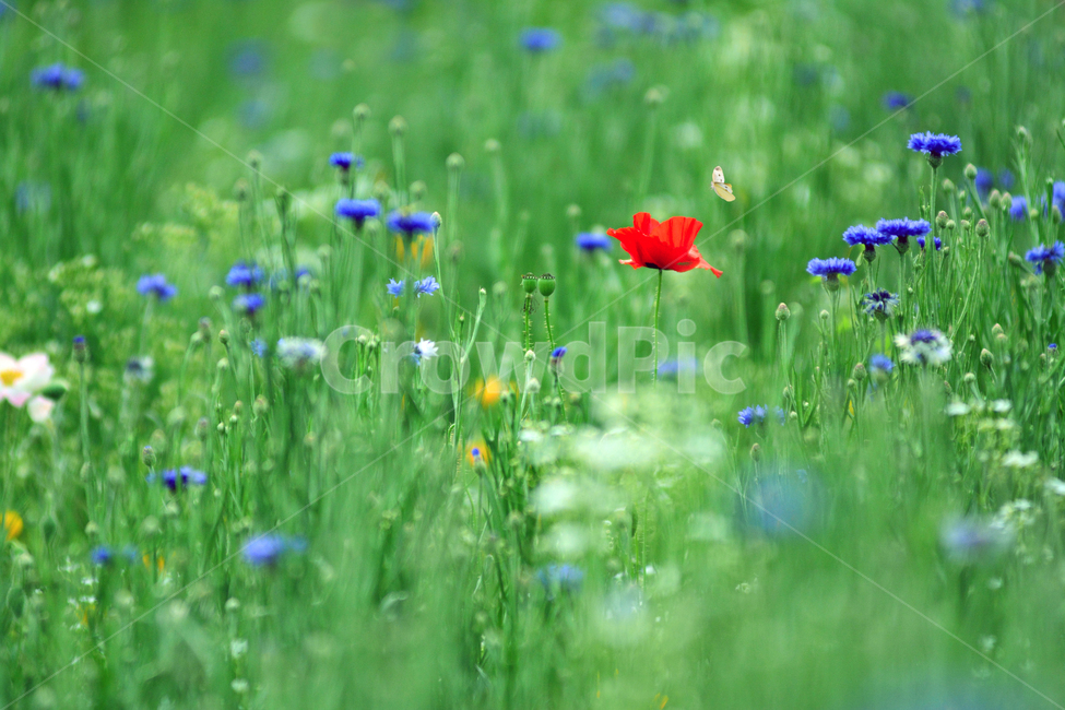 양귀비,꽃,나비,봄,poppy,flower,butterfly,spring,식물,자연,plants,nature,꽃,flower