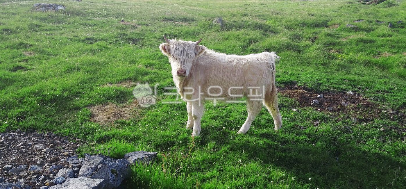 cattle, 가축, cow, 소, mammal, 사진,이미지,일러스트,캘리그라피 - Mint KANG작가